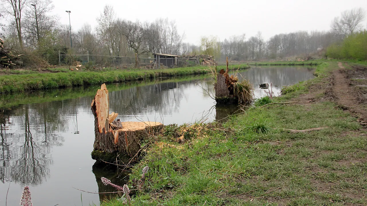 bomenkap geleenbeek 2019 1