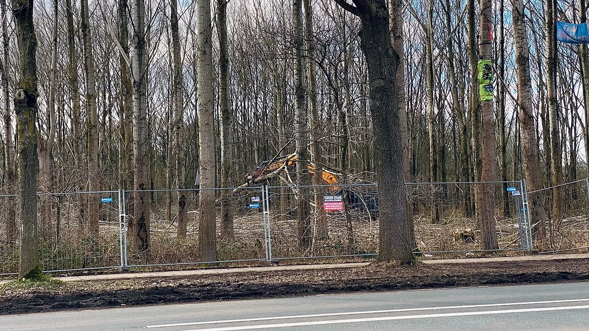 bomenkap sterrebos 1