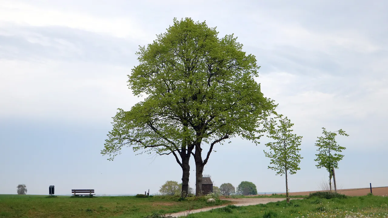 boom kollenberg mei 2020
