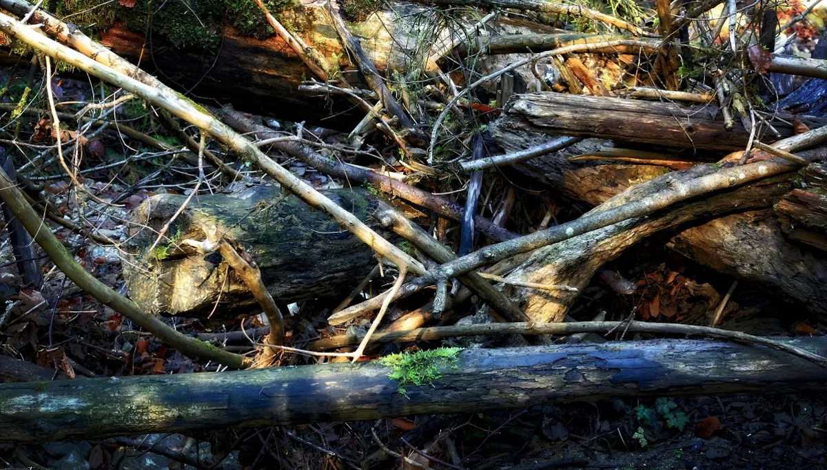 bos storm afgevallen takken loshangende takken