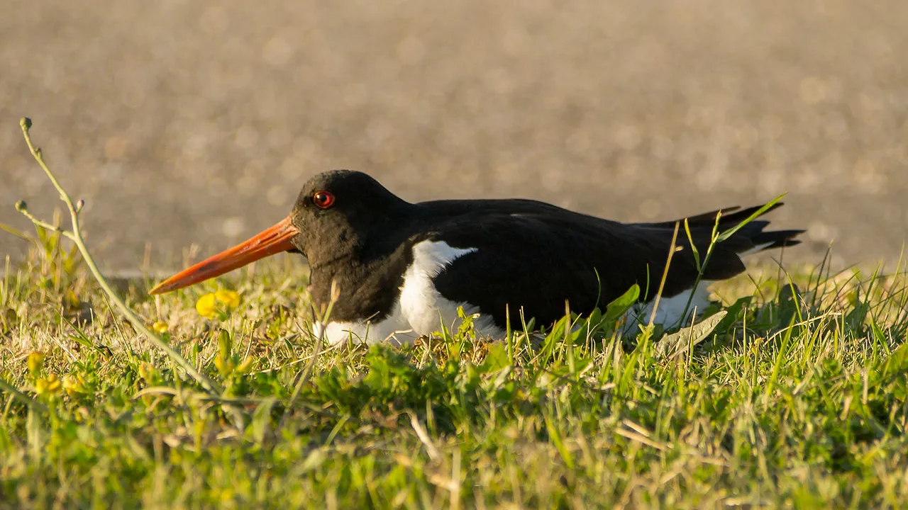 broedende scholekster uberprutser cc by sa 40 https creativecommonsorglicensesby sa40