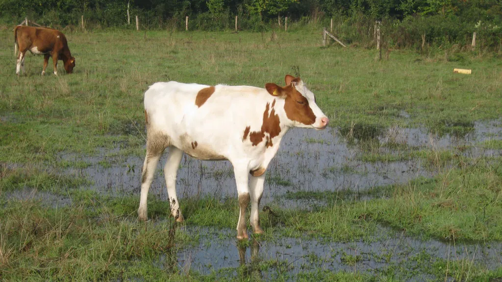 bs0eki1wf6au5i6j0vlq5g418 koeien met natte poten 3