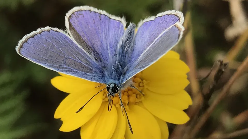campagnebeeld uit het leven van een vlinder icarusblauwtje 2020 foto stefan cools
