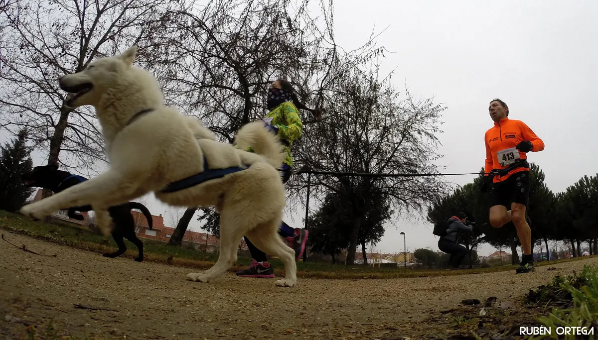 canicross rubn ortega vega cc by sa 20 via flickr 16283722636 909a7ac8a9 k