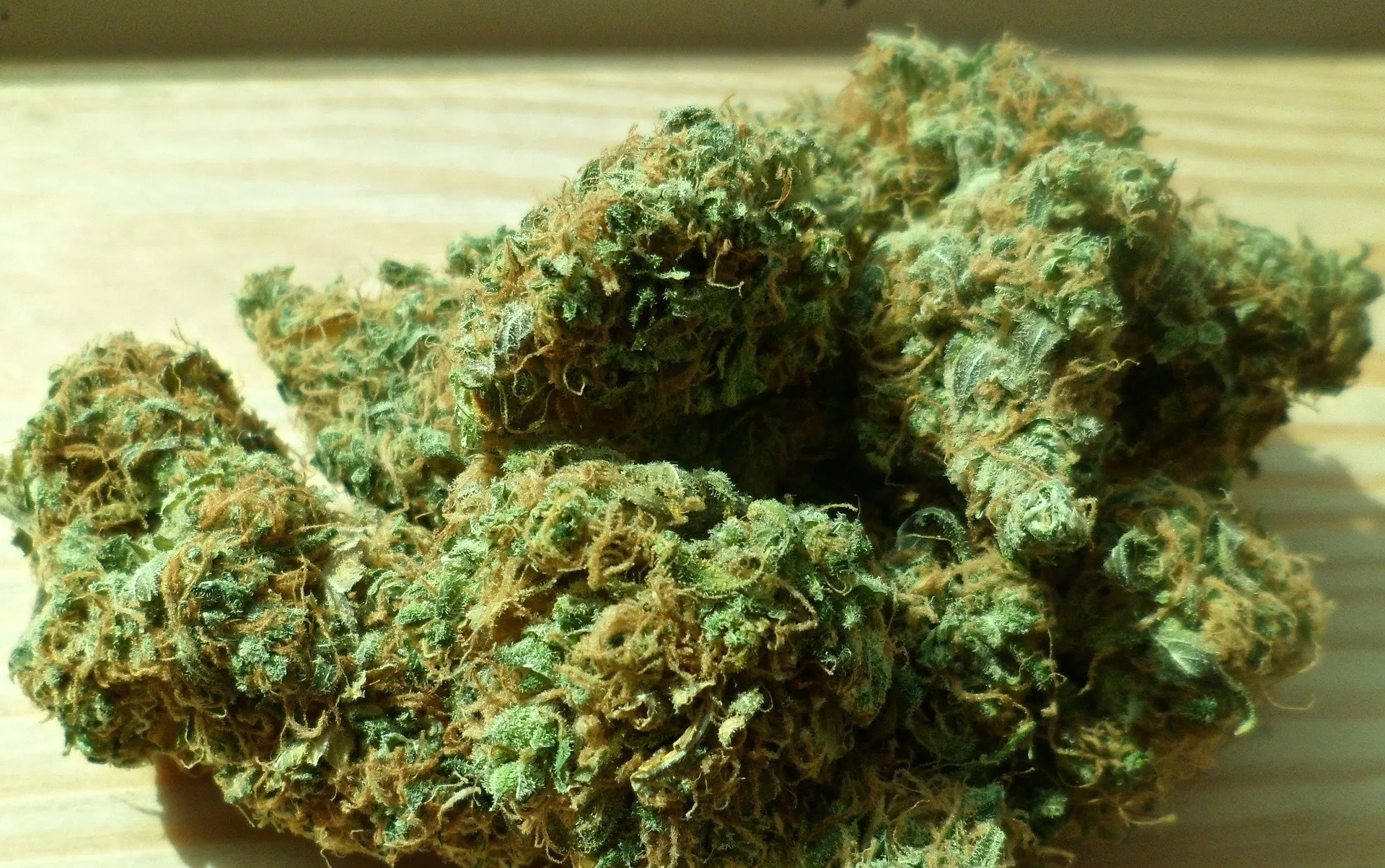 cannabis 448661 1920 hennep cc0 public domain