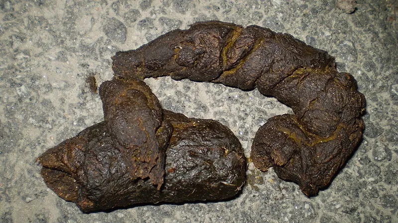 cc0 hondenpoep hondendrol