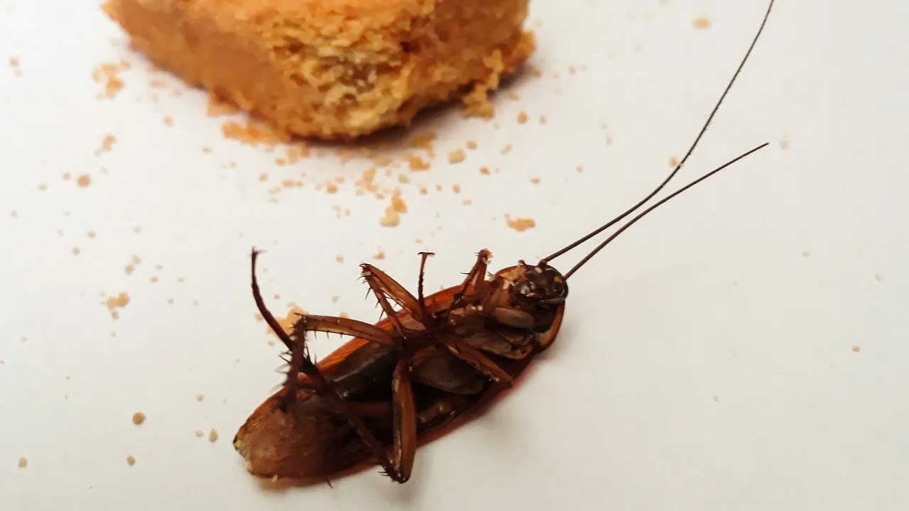 cc0 kanchana suebwongnirat via pixabay kakkerlak