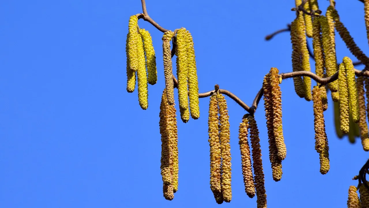 cc0 needpix elzenpollen