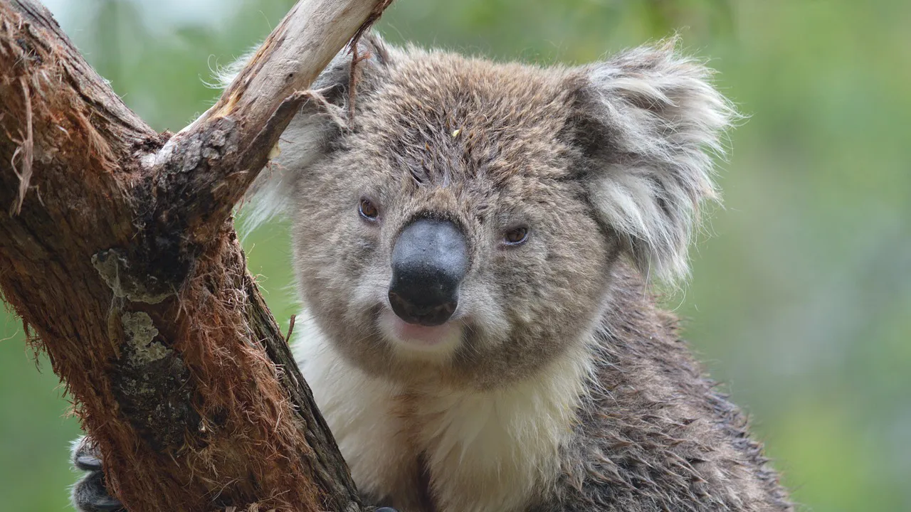 cc0 via pixabay koala 3290826 1280