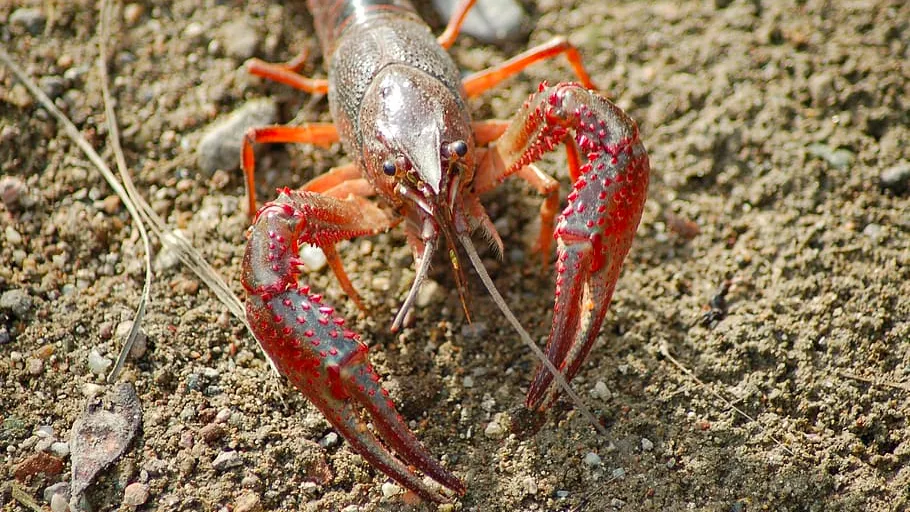 cc0 via pxfuel amerikaanse rivierkreeft