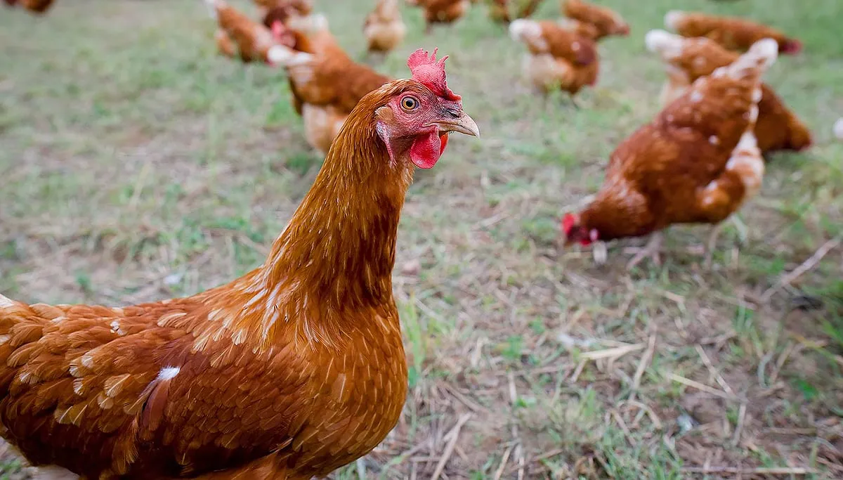 chicken 1682236 1280 kippen vrije uitloop cc0 pixabay