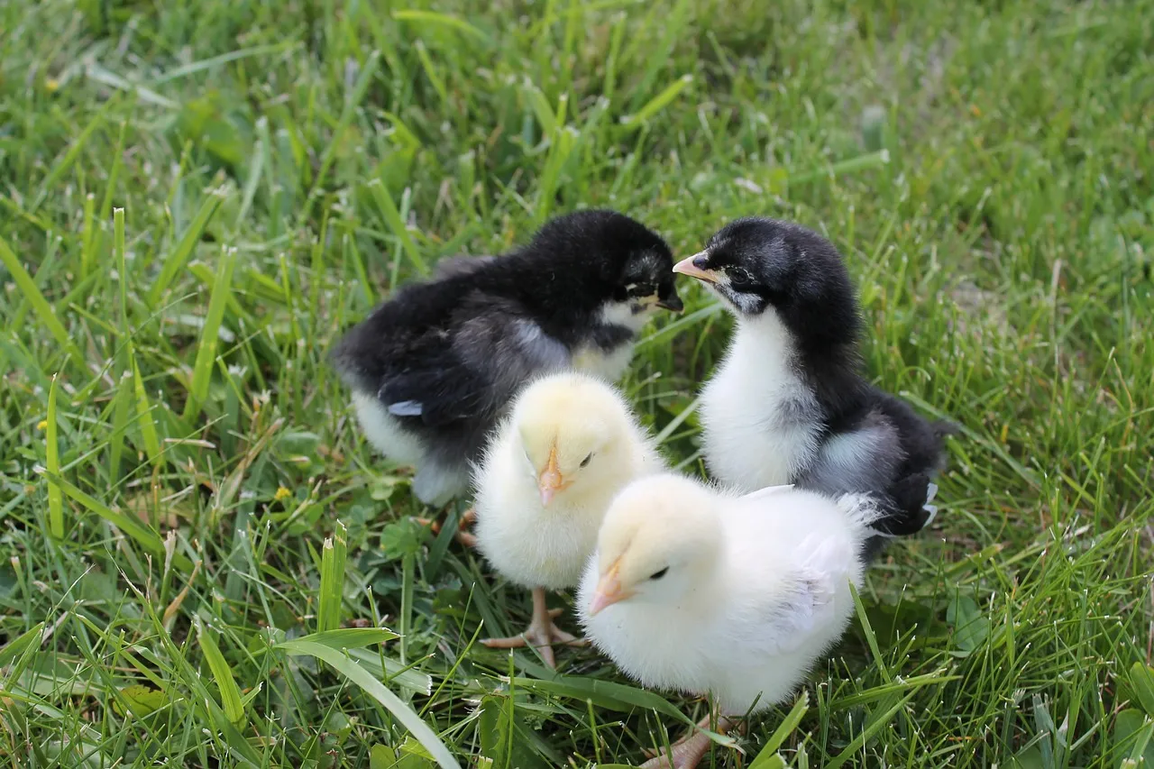 chickens 279880 1280 kuikens