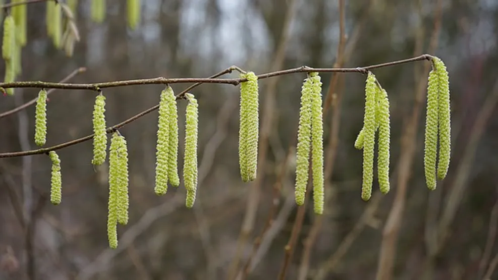 common hazel 275009 640 hazelaar in bloei1