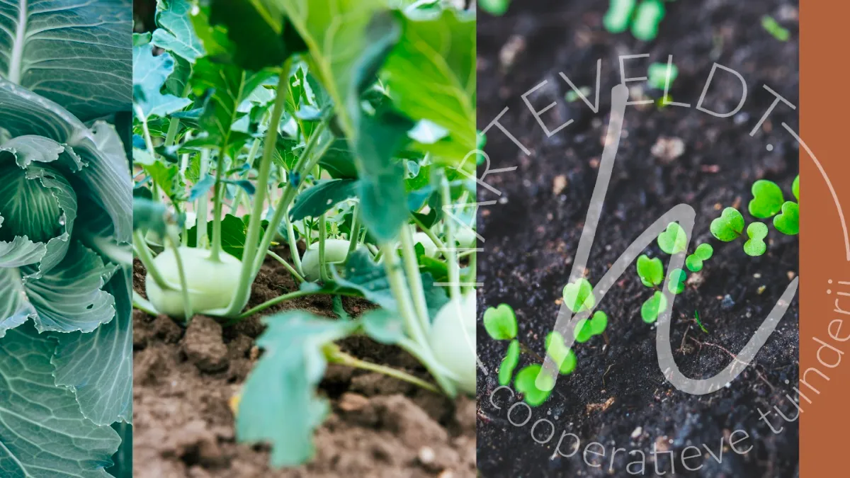 coocc88peratieve tuinderij harteveldt