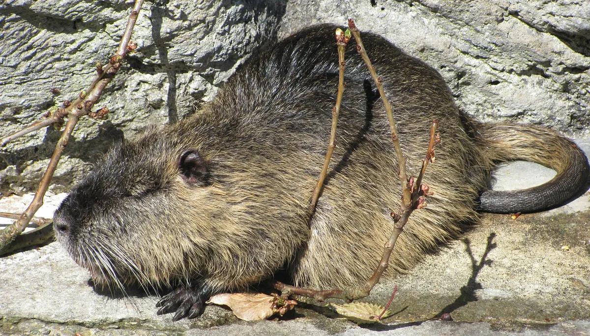 coypu 345195 1280 beverrat