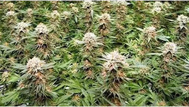 cqoxtq8ff1t3c63jc4b78masd bestrijden wietteelt lukt niet