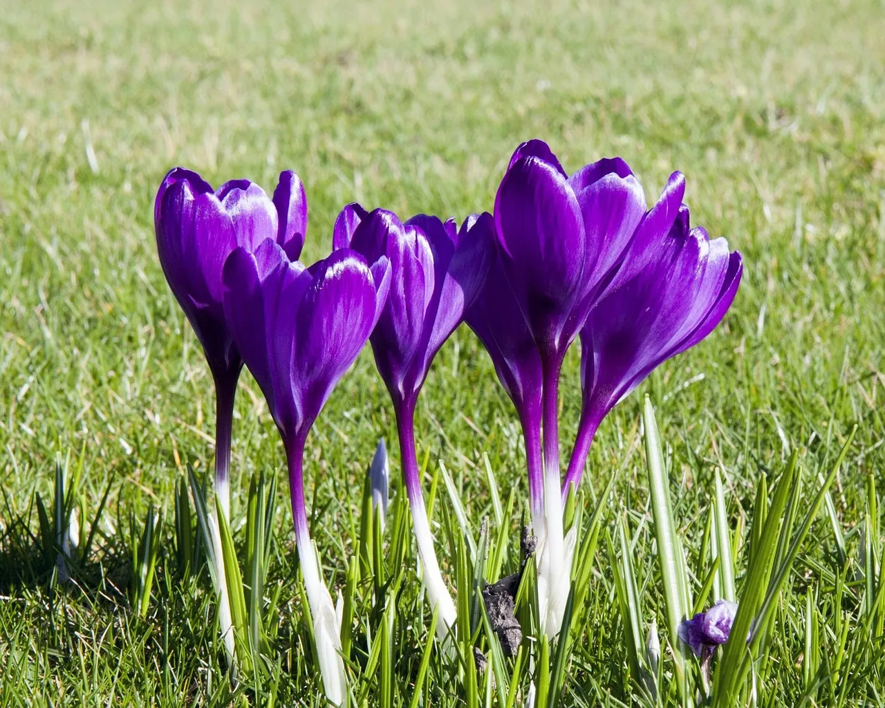 crocus 316980 1280 krokus krokussen