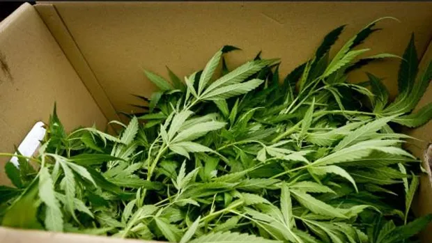 ctqfdrt8mfvylewm9hgytoh98 hennep planten geruimd in echt