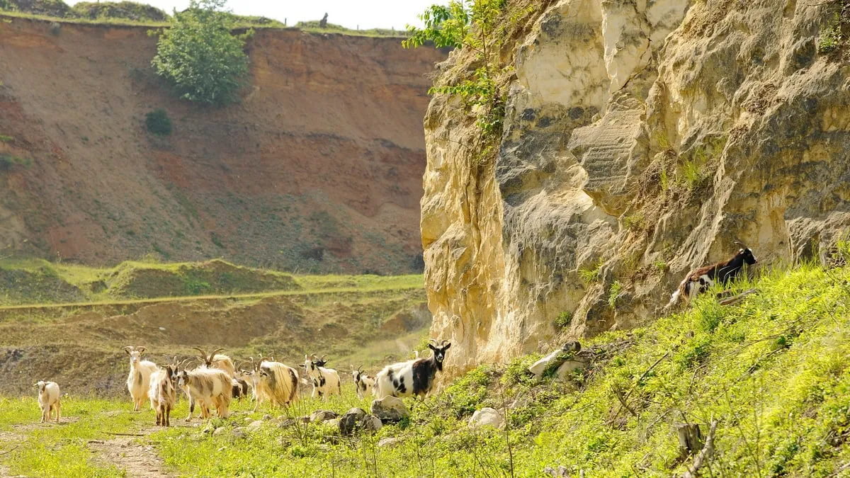 curfsgroeve henk heijligers