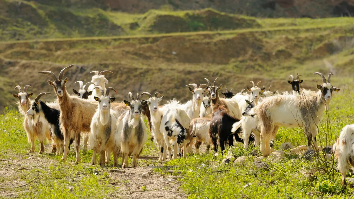 curfsgroeve nederlandse landgeit sll henk heijligers 5427 2