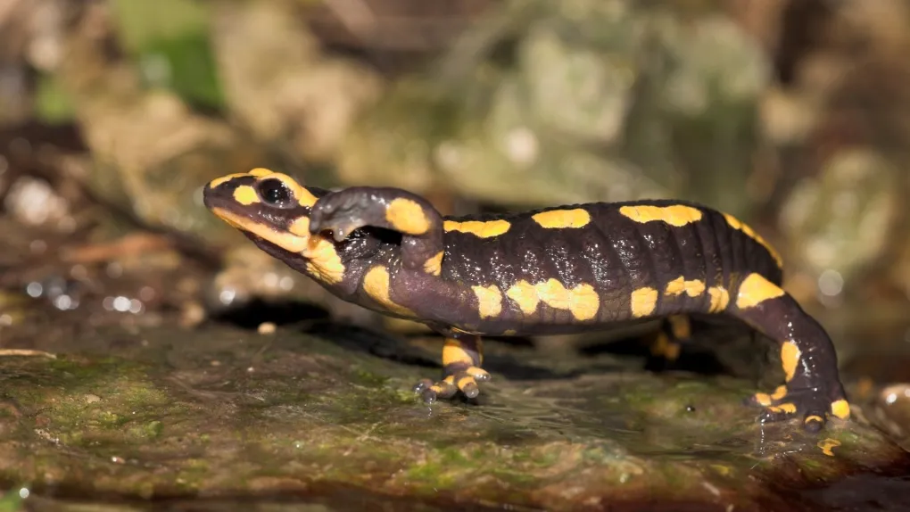 d3fk6ecqep2z5j0shpf7lyp2t sasajelgerherder016t vuursalamander