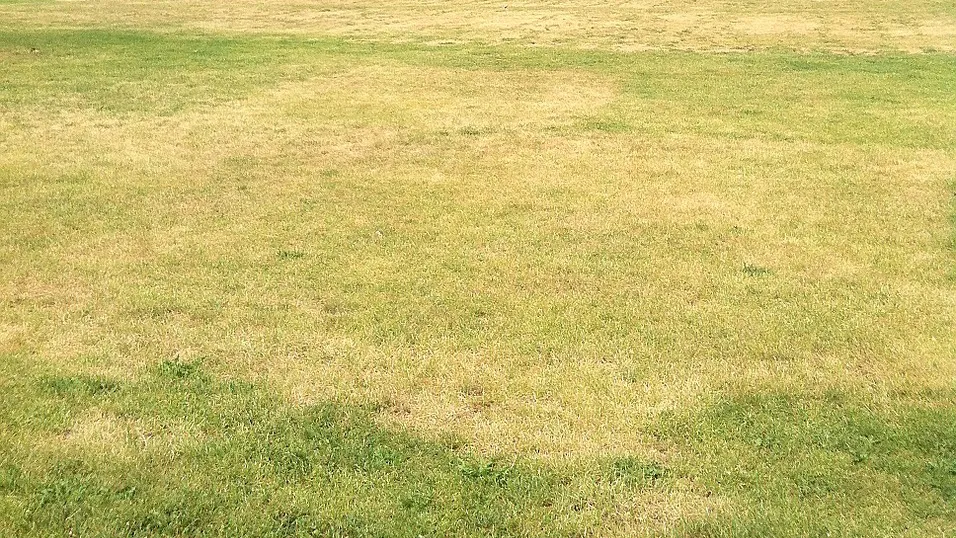 d5vczlcq3zyid55fbiol5em69 verdroogd grasland gazon gras grasveld