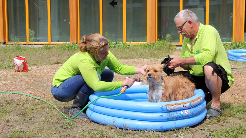 d8rw5ptogdvya8jjzuvb80v19 hondenwasdag 0