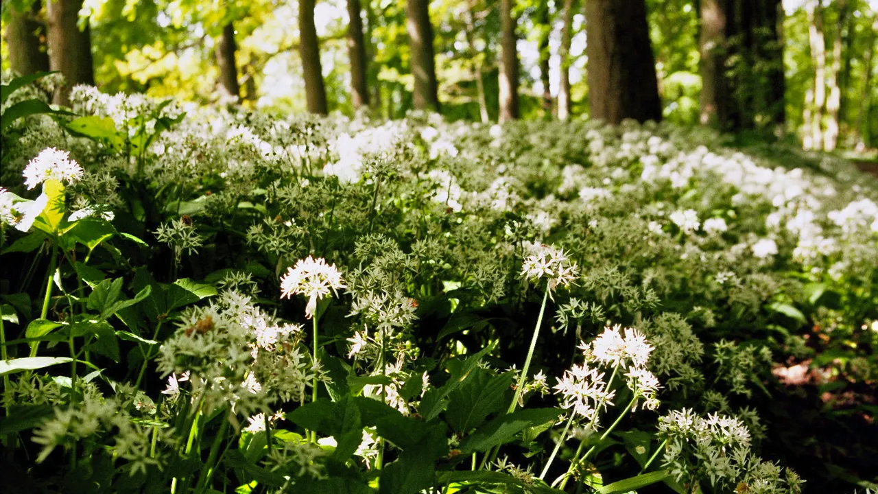 daslook marco roepers cc by sa 30 https creativecommonsorglicensesby sa30