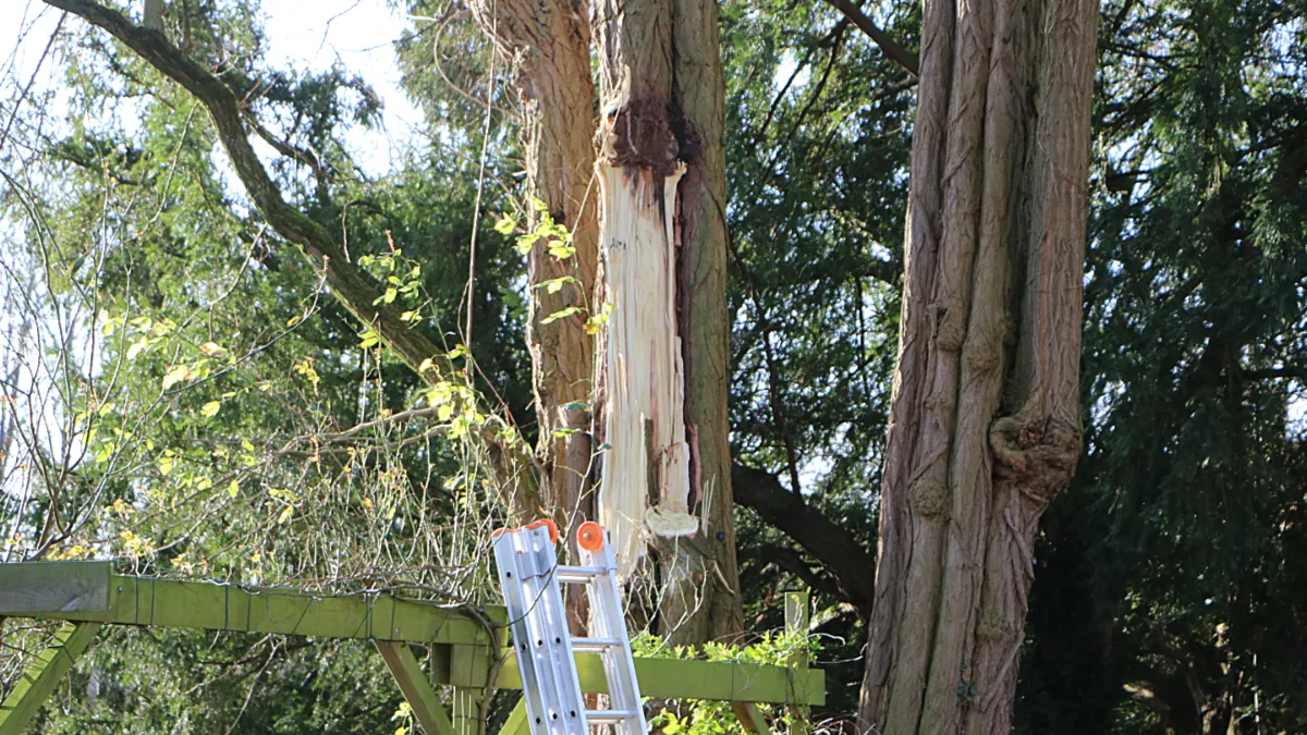 deel van boom afgescheurd kasteelpark born