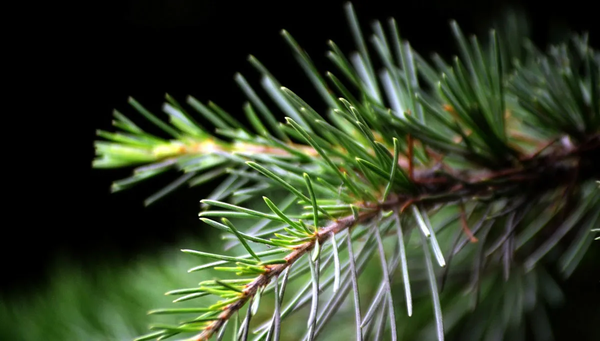 den spar kerstboomtak