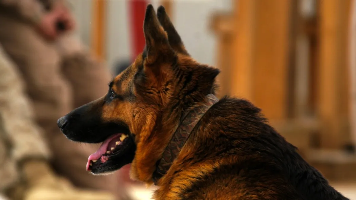 diensthond politie leger