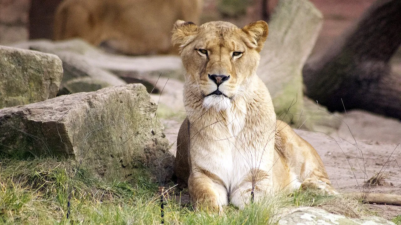 dierentuin leeuw ninjaprincess via pixabay