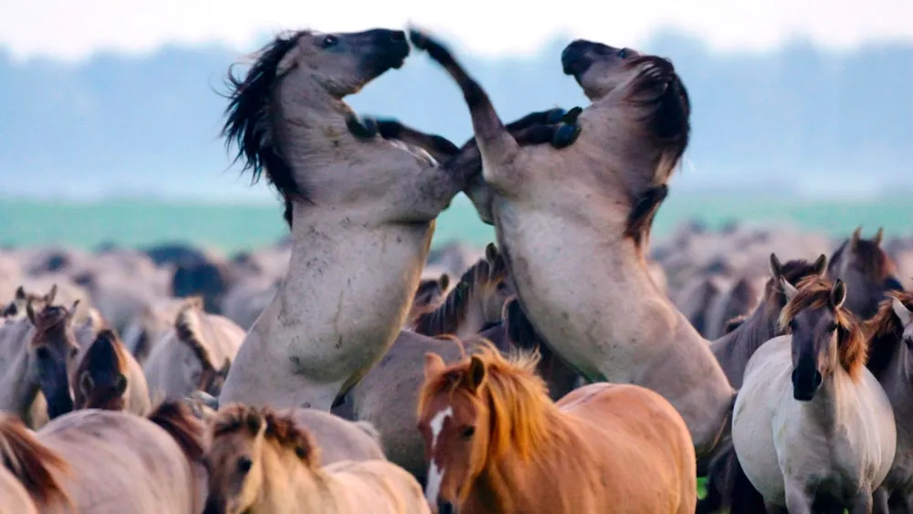 dmmbgc3wwpo1y3bs9bav45v94 1213 wildernis 1