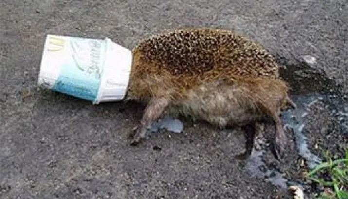 dode egel kop in macdonaldsbeker