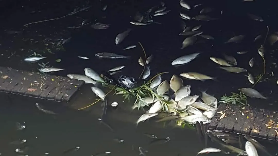 dode vissen in molenbeek sittard