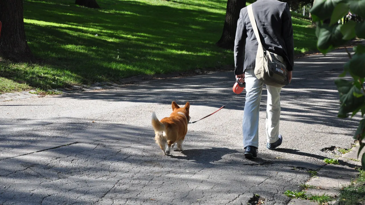 dog mammal dog walking dog like mammal 180733 pxherecom