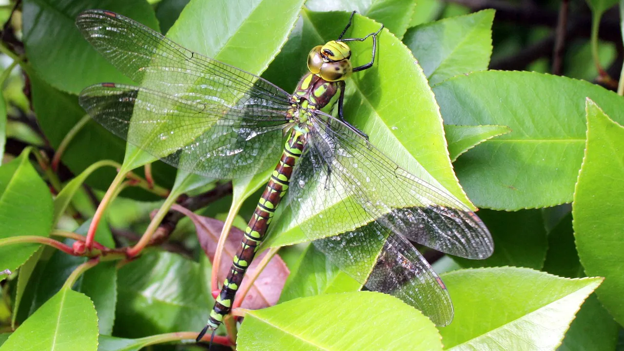 dragonfly 947182 1280 libelle