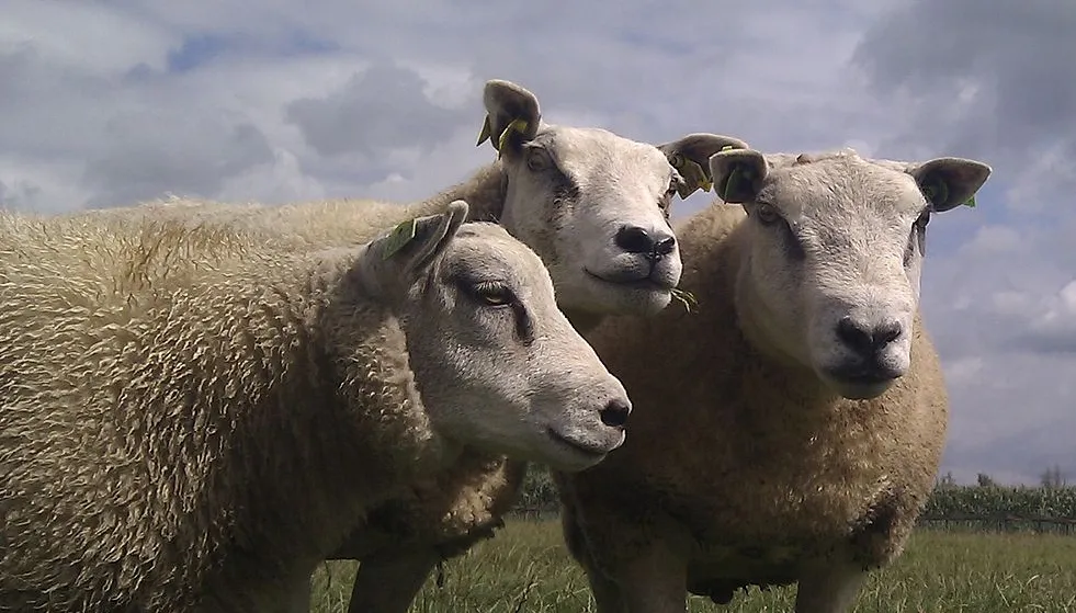 drie schapen onderwijsgek cc by sa via wikimedia commons
