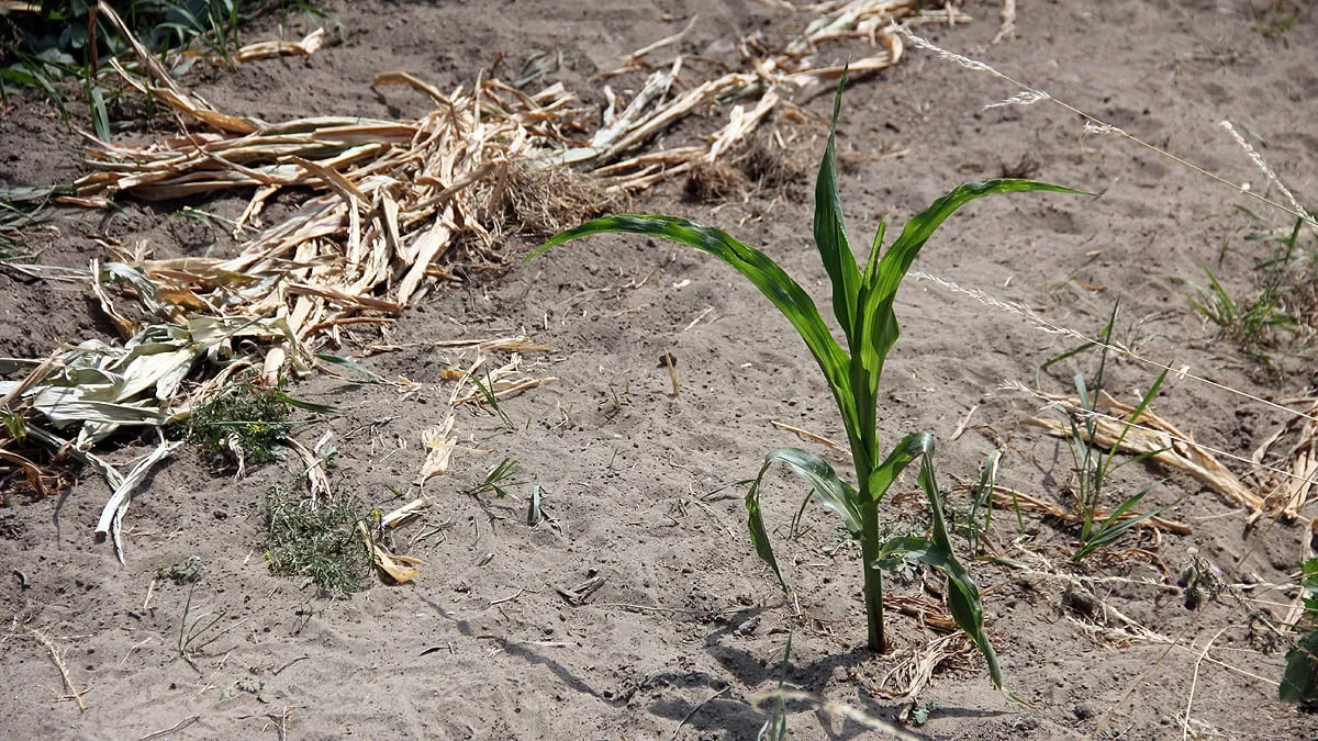 droogte mais groei blijft achter