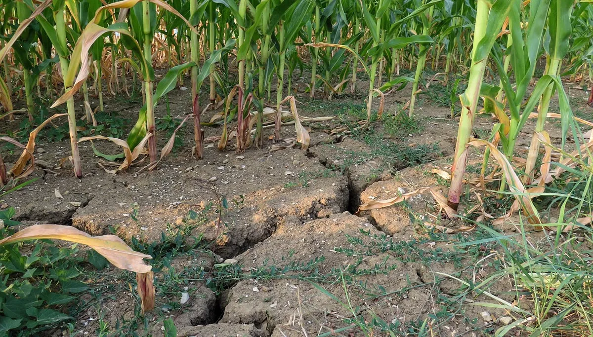 droogte piabay drought 889623 1280