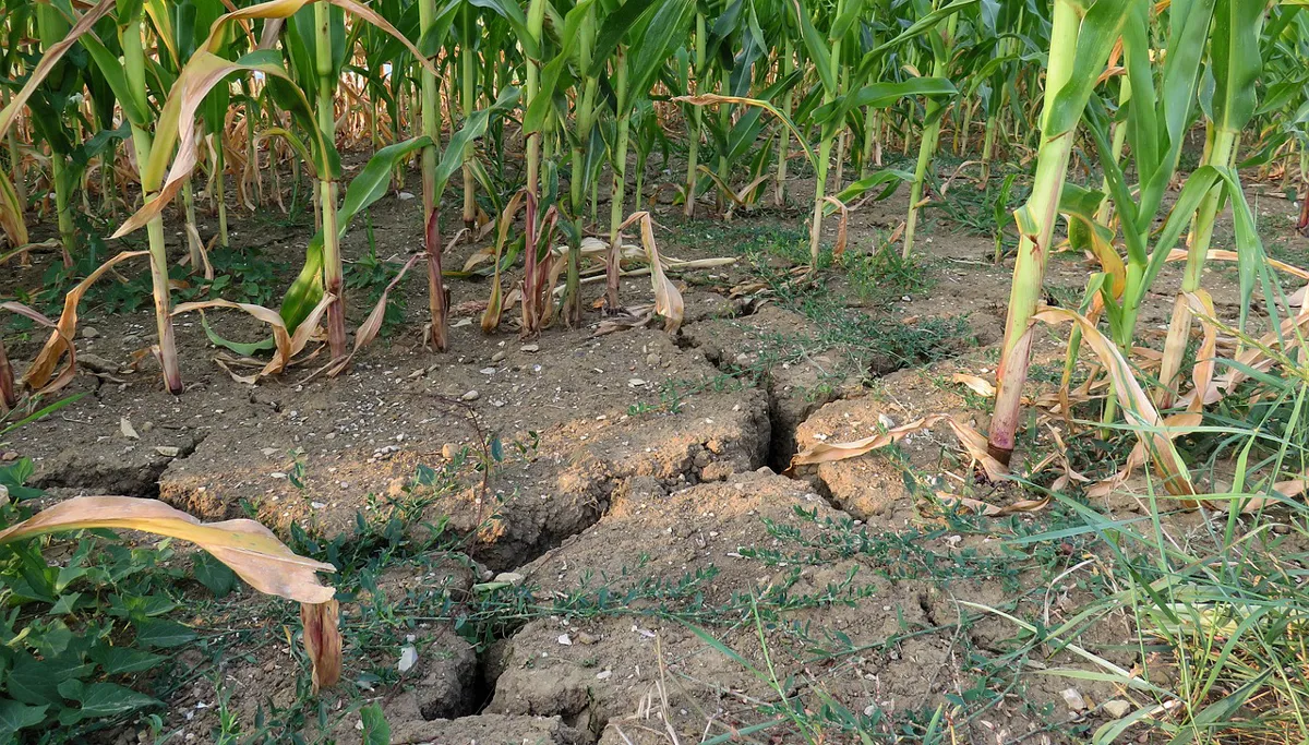 droogte piabay drought 889623 1280