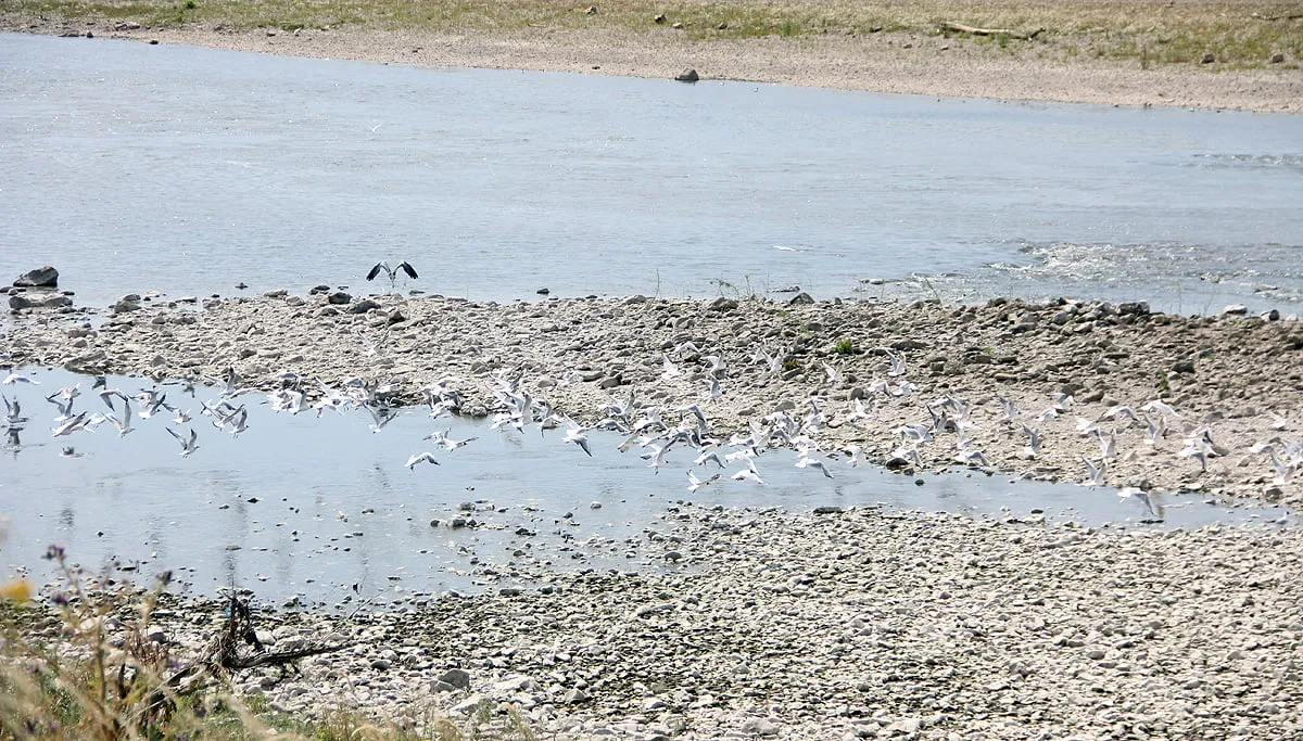 droogte zomer 2018 maas bij grevenbicht