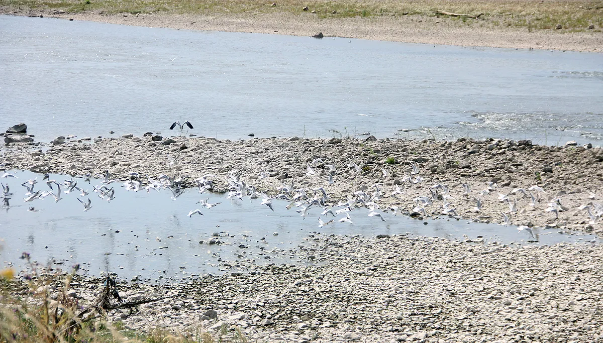 droogte zomer 2018 maas bij grevenbicht