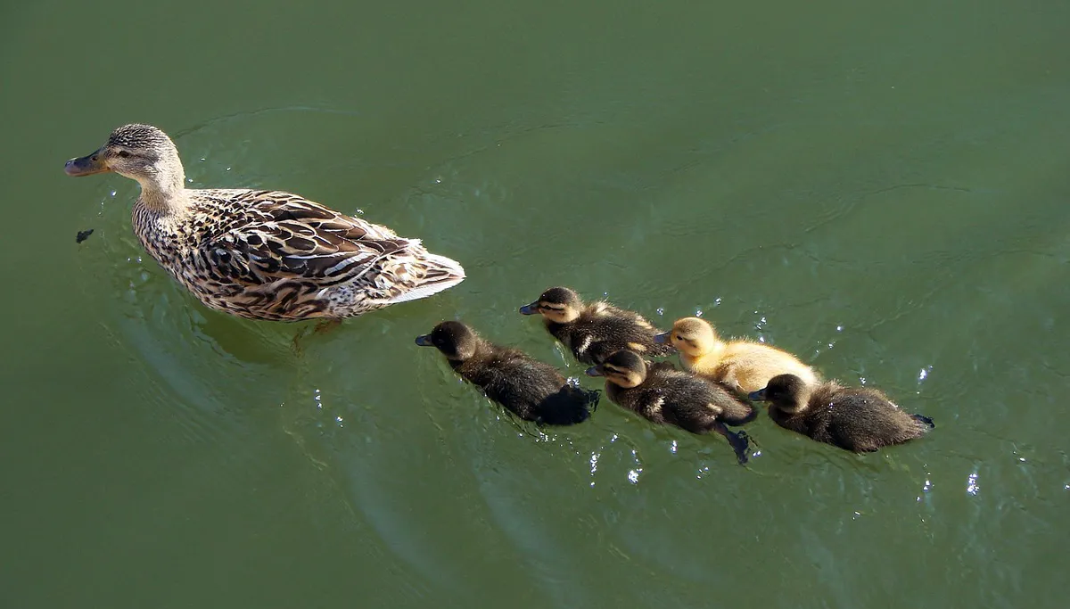 ducks 708840 1280 eendjes