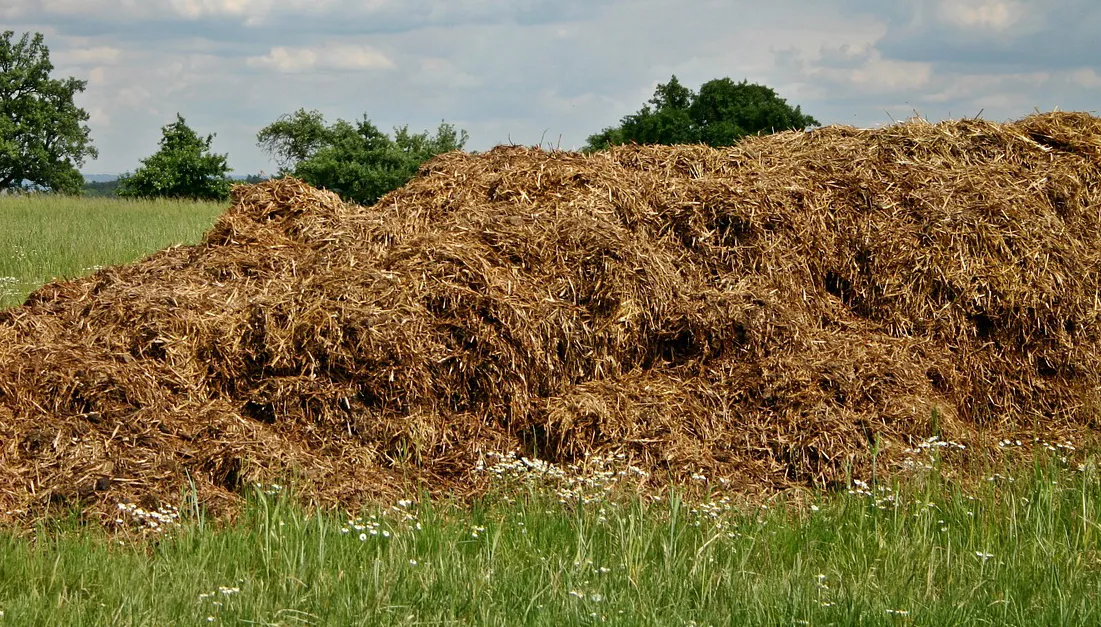 dung 500353 1280 mest