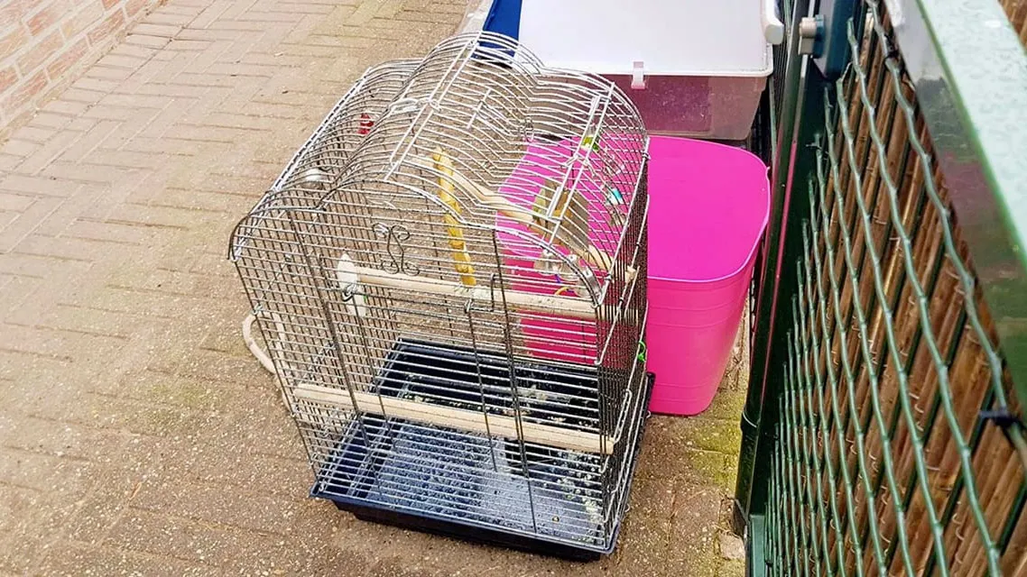 dwergpapegaai dierehulpcentrum born