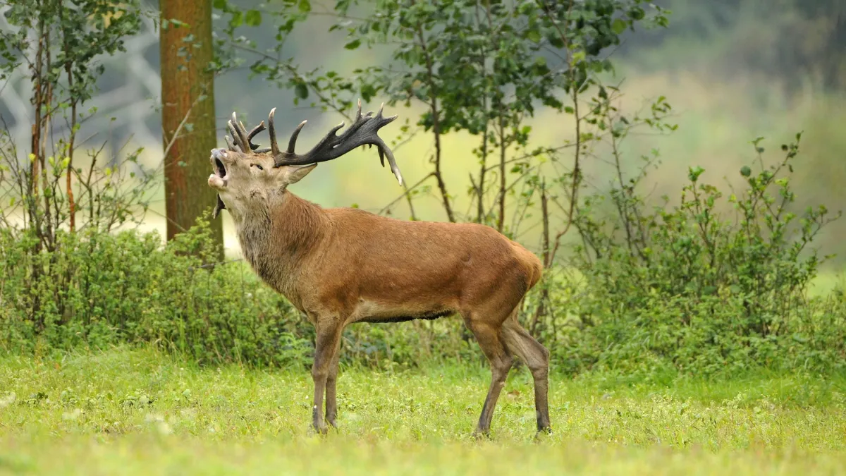 edelhert weerterbos henk heijligers 0124