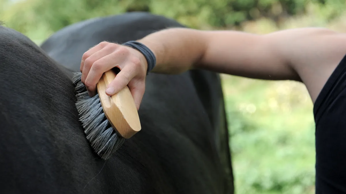 een paard borstelen