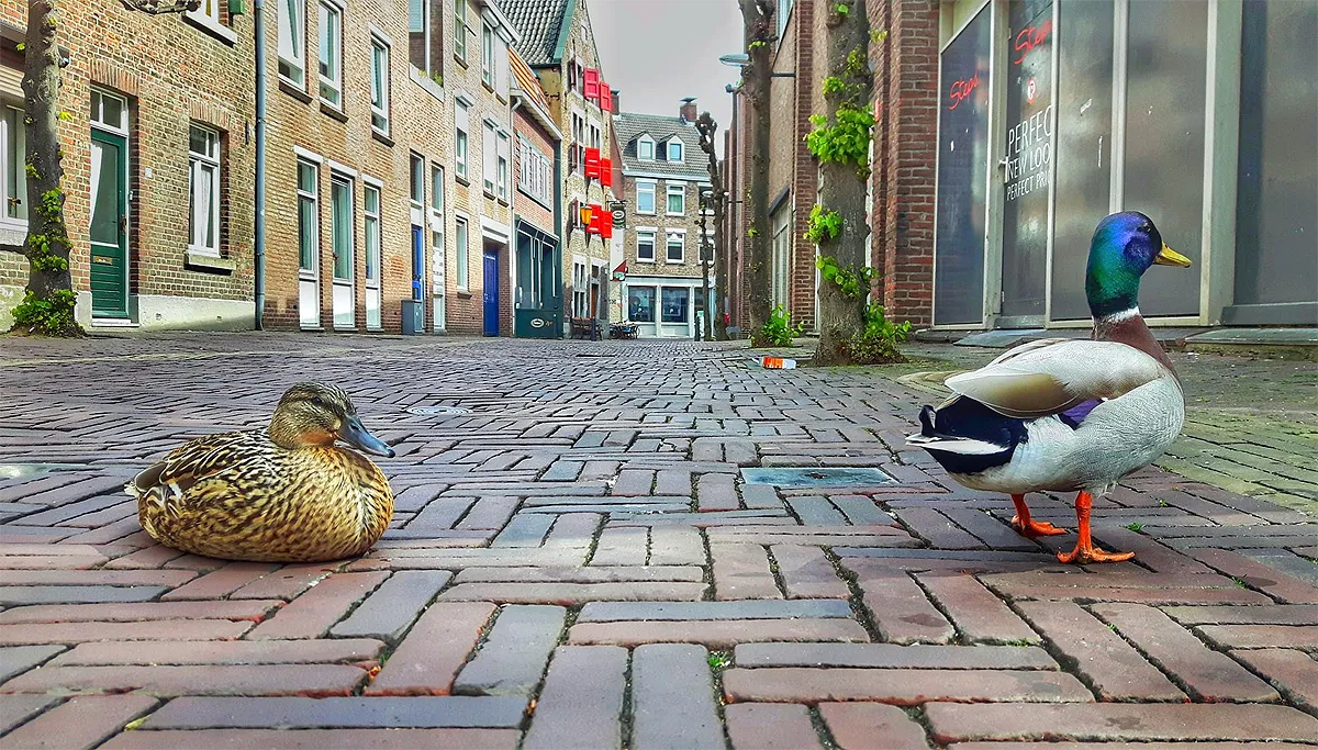 eendenkoppel helstraat 1 annet wagener
