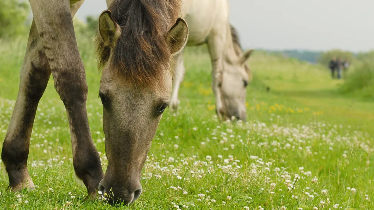 eijsder beemden konik henkheijligers hli 8031